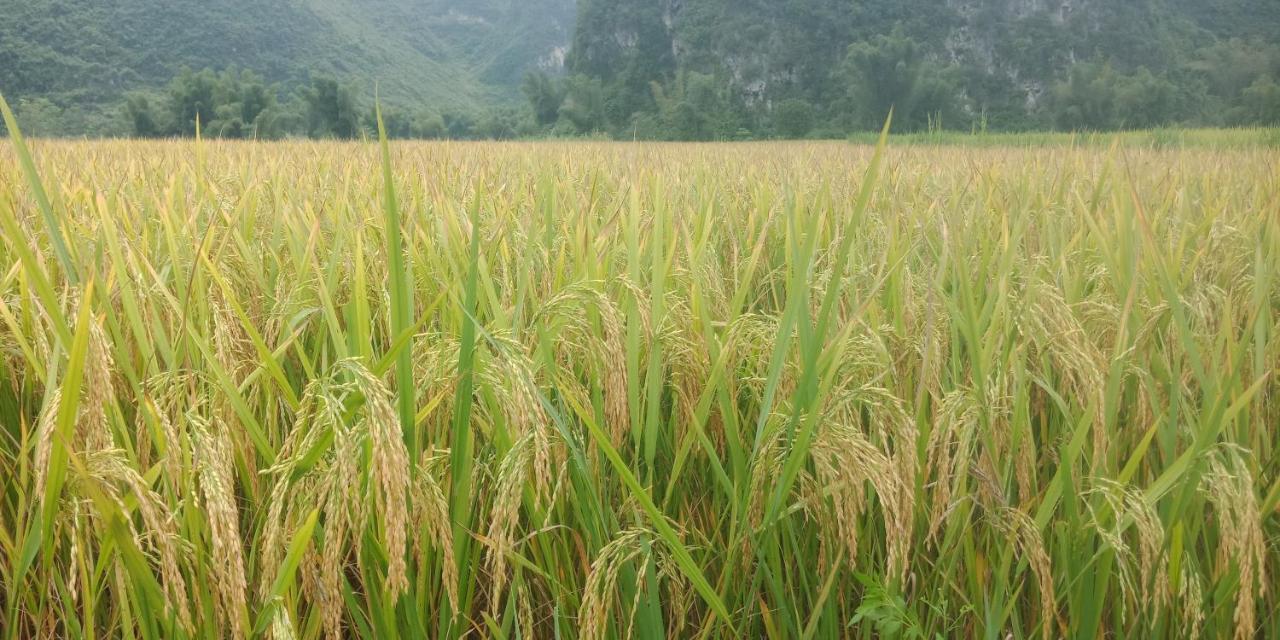 Yen Nhi Homestay Ban Gioc Cao Bang Buitenkant foto